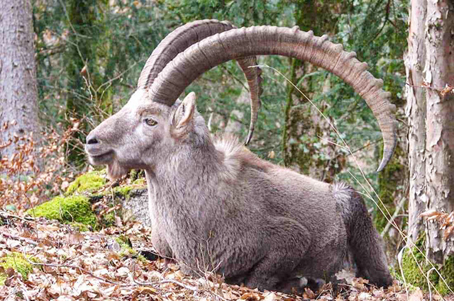 Pyrean WIld Goat © Wikipedia.jpg - © European Wilderness Society CC BY-NC-ND 4.0
