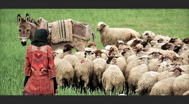 Iran-Nomadic-Sheep-Herder_edited